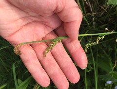 Carex pilosa