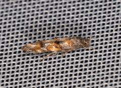 Mompha miscella