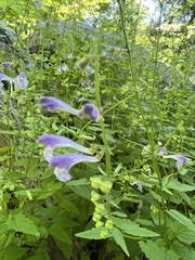 Scutellaria saxatilis
