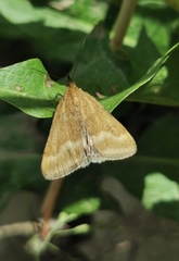 Pyrausta aerealis
