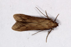 Metzneria torosulella