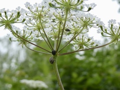 Anthrenus scrophulariae
