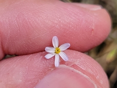 Chaetopappa bellidifolia