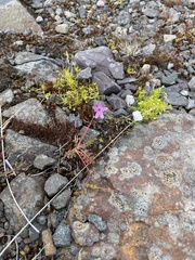 Erodium cicutarium cicutarium