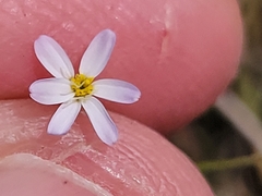 Chaetopappa bellidifolia