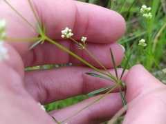 Galium pumilum
