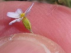 Chaetopappa bellidifolia