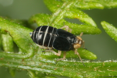 Ditropis pteridis