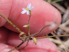 Chaetopappa bellidifolia