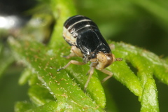 Ditropis pteridis