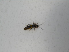 Trypherus frisoni