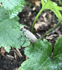 Epicauta cinerea-group