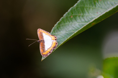 Nymphidium caricae