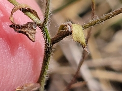 Chaetopappa bellidifolia