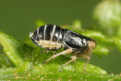 Ditropis pteridis
