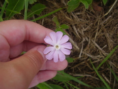 Silene × hampeana