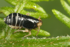 Ditropis pteridis