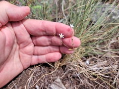 Chaetopappa bellidifolia