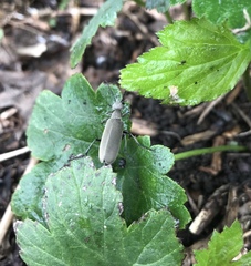 Epicauta cinerea-group