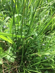 Juncus effusus