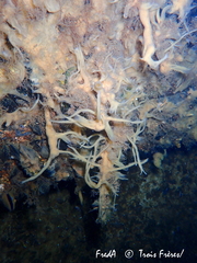 Halichondria bowerbanki