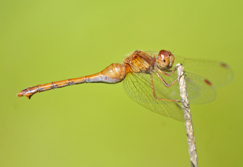 Autumn Meadowhawk, photo 6 of 9