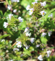 Euphrasia tetraquetra