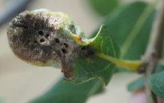 Neuroterus quercicola