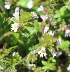 Euphrasia tetraquetra