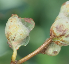 Neuroterus quercicola