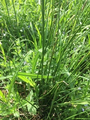 Juncus effusus