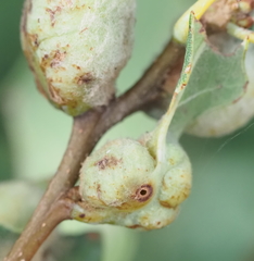 Neuroterus quercicola