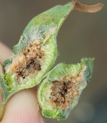 Neuroterus quercicola