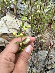 Scutellaria californica