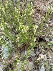 Scutellaria californica