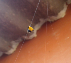 Gasteracantha cancriformis