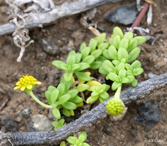 Lipochaeta integrifolia