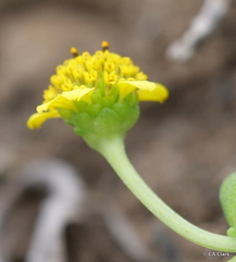 Lipochaeta integrifolia
