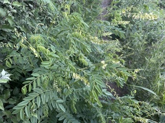 Sophora flavescens
