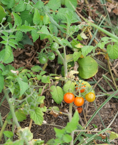Solanum lycopersicum observed 2022-05-18