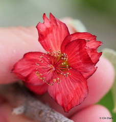 Abutilon menziesii