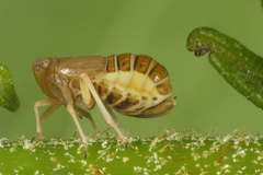 Ditropis pteridis