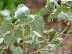 Abutilon menziesii