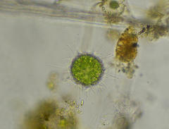Acanthocystis turfacea