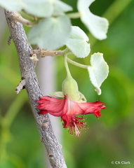 Abutilon menziesii
