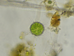 Acanthocystis turfacea