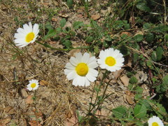 Glebionis coronaria