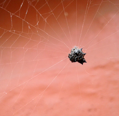 Gasteracantha cancriformis