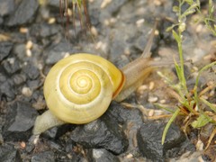 Cepaea nemoralis
