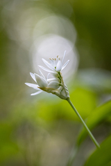 Allium ursinum